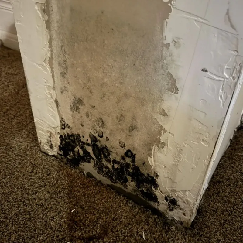 Professional Mold Removal in Walkertown, NC